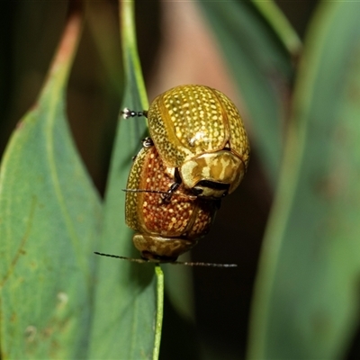 Paropsisterna cloelia (Eucalyptus variegated beetle) at Weston, ACT - 17 Feb 2025 by AlisonMilton