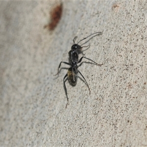 Camponotus aeneopilosus (A Golden-tailed sugar ant) at Weston, ACT - 17 Feb 2025 by AlisonMilton