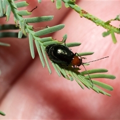 Adoxia benallae (Leaf beetle) at Weston, ACT - 17 Feb 2025 by AlisonMilton