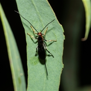 Ichneumonoidea (Superfamily) at Weston, ACT - 17 Feb 2025 12:50 PM