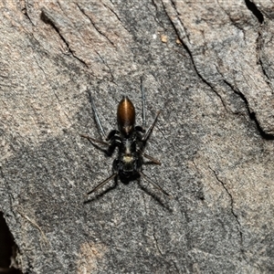 Camponotus aeneopilosus (A Golden-tailed sugar ant) at Weston, ACT - 17 Feb 2025 by AlisonMilton