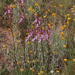 Stylidium sp. at Adaminaby, NSW - 5 Dec 2020 by AndyRoo