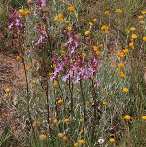 Stylidium sp. at Adaminaby, NSW - 5 Dec 2020 10:41 AM