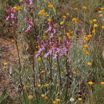 Stylidium sp. (Trigger Plant) at Adaminaby, NSW - 5 Dec 2020 by AndyRoo