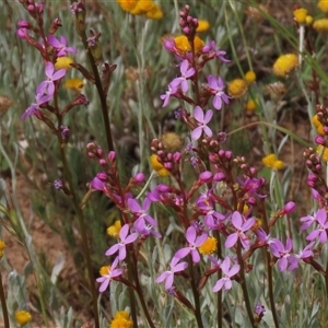 Stylidium sp. at Adaminaby, NSW - 5 Dec 2020 10:41 AM