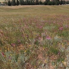 Stylidium sp. at Adaminaby, NSW - 5 Dec 2020 10:41 AM