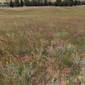 Stylidium sp. at Adaminaby, NSW - 5 Dec 2020 10:41 AM