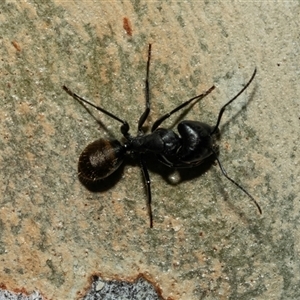 Camponotus aeneopilosus (A Golden-tailed sugar ant) at Weston, ACT - 17 Feb 2025 by AlisonMilton