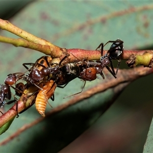 Iridomyrmex purpureus (Meat Ant) at Weston, ACT - 17 Feb 2025 by AlisonMilton