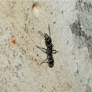 Myrmecia sp. (genus) (Bull ant or Jack Jumper) at Weston, ACT - 17 Feb 2025 by AlisonMilton