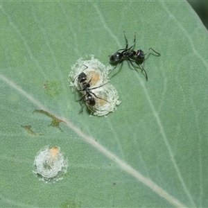 Iridomyrmex sp. (genus) (Ant) at Hawker, ACT - 23 Feb 2025 by AlisonMilton