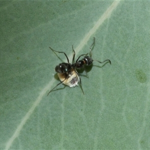 Iridomyrmex sp. (genus) (Ant) at Hawker, ACT - 23 Feb 2025 by AlisonMilton