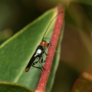 Unidentified Wasp (Hymenoptera, Apocrita) at Weston, ACT - 17 Feb 2025 by AlisonMilton