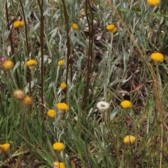 Leptorhynchos squamatus subsp. squamatus at Adaminaby, NSW - 5 Dec 2020 by AndyRoo