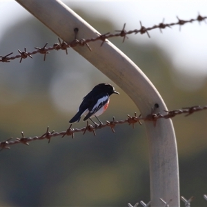 Petroica boodang (Scarlet Robin) at Lawson, ACT - 9 Aug 2024 by TimL