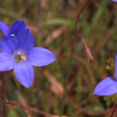 Wahlenbergia stricta subsp. stricta at Adaminaby, NSW - 5 Dec 2020 by AndyRoo