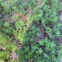 Dysphania pumilio (Small Crumbweed) at Hughes, ACT - 16 Feb 2025 by ruthkerruish