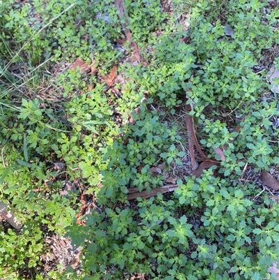 Dysphania pumilio (Small Crumbweed) at Hughes, ACT - 16 Feb 2025 by ruthkerruish