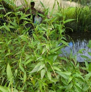 Persicaria hydropiper at McKellar, ACT - 13 Feb 2025 11:02 AM