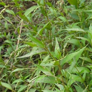 Persicaria hydropiper at McKellar, ACT - 13 Feb 2025 11:02 AM