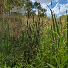 Typha domingensis (Bullrush) at McKellar, ACT - 13 Feb 2025 by citycritters