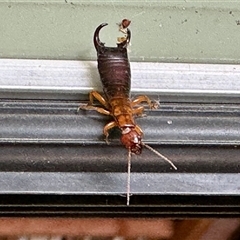 Forficula auricularia (European Earwig) at Aranda, ACT - 25 Feb 2025 by KMcCue