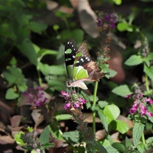 Graphium macleayanum at Acton, ACT - Yesterday 10:10 AM