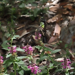 Graphium macleayanum at Acton, ACT - Yesterday 10:10 AM