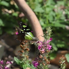 Graphium macleayanum at Acton, ACT - Yesterday 10:10 AM