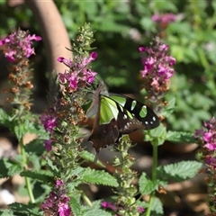 Graphium macleayanum at Acton, ACT - Yesterday 10:10 AM