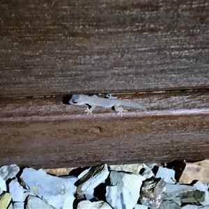 Diplodactylus vittatus at Yass River, NSW - suppressed