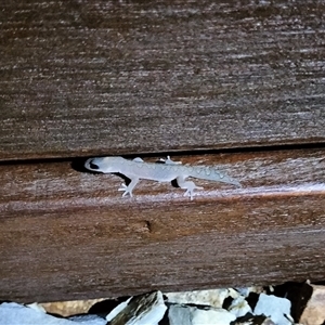 Diplodactylus vittatus at Yass River, NSW - suppressed