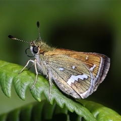 Taractrocera papyria (White-banded Grass-dart) at Acton, ACT - 27 Feb 2025 by TimL