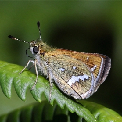 Taractrocera papyria (White-banded Grass-dart) at Acton, ACT - 27 Feb 2025 by TimL