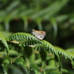 Taractrocera papyria at Acton, ACT - Yesterday 10:08 AM