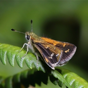 Taractrocera papyria at Acton, ACT - Yesterday 10:08 AM