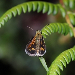 Taractrocera papyria at Acton, ACT - Yesterday 10:08 AM