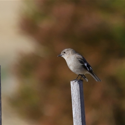 Petroica phoenicea (Flame Robin) at Yarralumla, ACT - 6 Aug 2024 by TimL