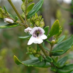 Prostanthera lasianthos (Victorian Christmas Bush) at Snowball, NSW - 27 Nov 2024 by RobG1