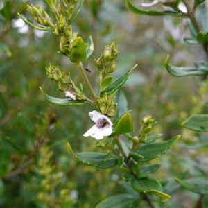 Prostanthera lasianthos at Snowball, NSW - 27 Nov 2024 12:55 PM