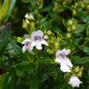 Prostanthera lasianthos at Snowball, NSW - 27 Nov 2024 12:55 PM