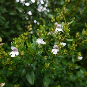 Prostanthera lasianthos at Snowball, NSW - 27 Nov 2024 12:55 PM