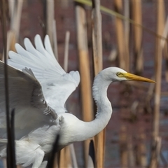 Ardea plumifera (Plumed Egret) at Fyshwick, ACT - 27 Feb 2025 by rawshorty