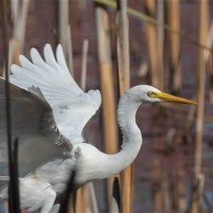 Ardea plumifera at Fyshwick, ACT - 27 Feb 2025 09:49 AM