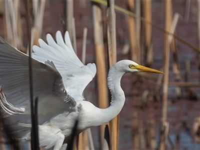 Ardea plumifera (Plumed Egret) at Fyshwick, ACT - 27 Feb 2025 by rawshorty