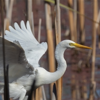 Ardea plumifera (Plumed Egret) at Fyshwick, ACT - 27 Feb 2025 by rawshorty