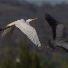 Ardea plumifera at Fyshwick, ACT - 27 Feb 2025 09:49 AM