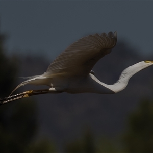 Ardea plumifera at Fyshwick, ACT - 27 Feb 2025 09:49 AM