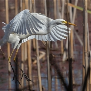 Ardea plumifera at Fyshwick, ACT - 27 Feb 2025 09:49 AM