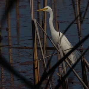 Ardea plumifera at Fyshwick, ACT - 27 Feb 2025 09:49 AM